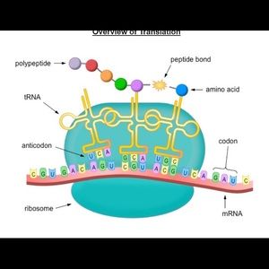 Meet your Posher, Himashi
